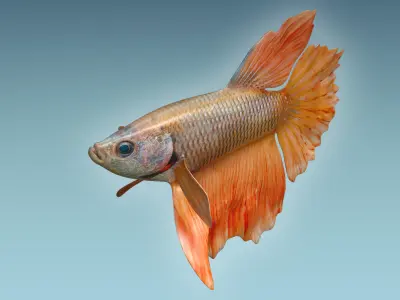 Betta Fish 7 3D model