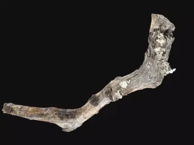 Withered Piece of wood branch 3d scan in highpoly 3D model