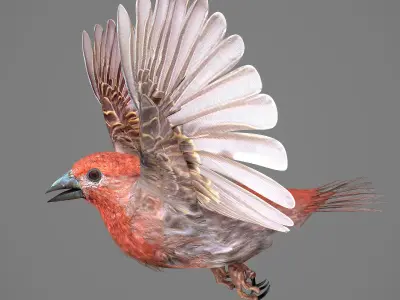 House finch - rigged - animated 3D model