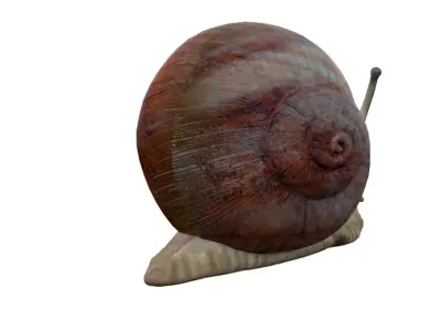 Snail Low-poly 3D model get