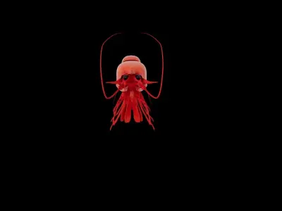 Shrimp 3D model purchase