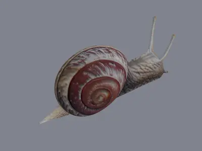 Snail 3D model get