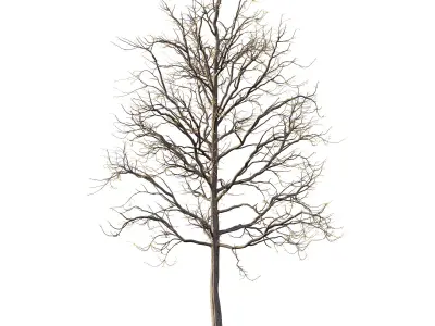 Mountain Ash Tree 07 3D model