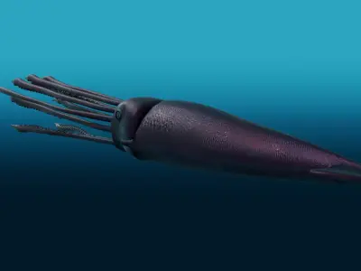 Squid with long tentacles 3D model