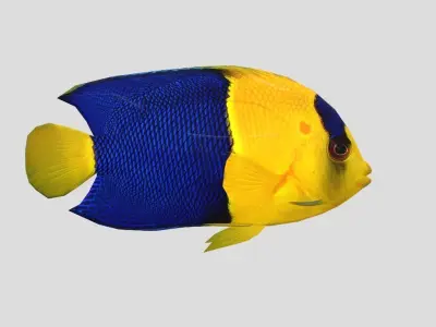 Bicolor Angelfish Low-poly 3D model