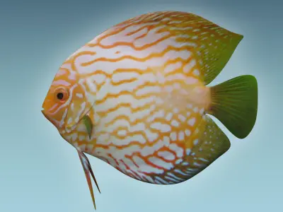 Discus Fish 7 3D model