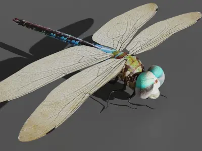 Dradon Fly Low-poly 3D model