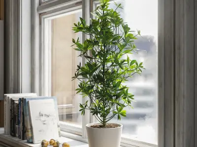  Nora Dwarf Umbrella Tree Potted Plant Model  purchase