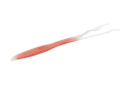 European Flying Squid Low-poly 3D model