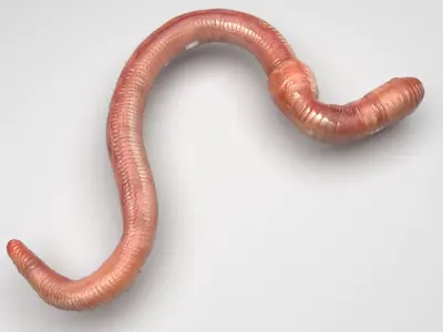 Earthworm 3D model 4