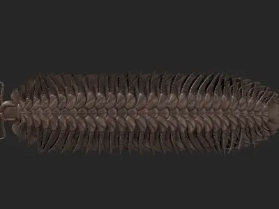 Arthropleura armata 3D model