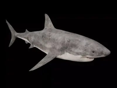 Great White Shark 3D model get
