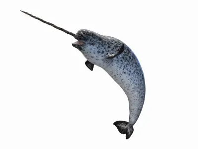 Narwhal Animated 3D model