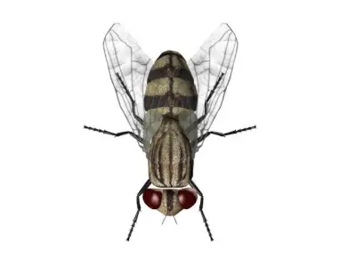 FLY INSECT 3D model buy