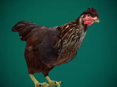 Marans Black Chicken 3D model