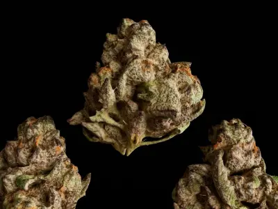 Realistic Cannabis Bud 03 3D model