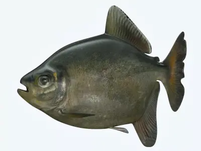 Bawal Fish 3D model