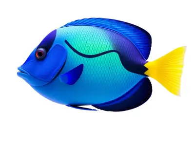 Blue Tang Fish model pack Low-poly 3D model