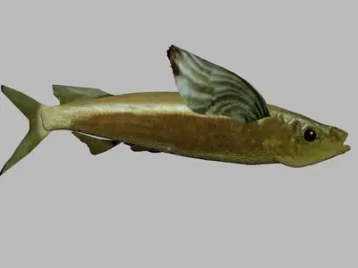 PAREXO LOW POLY fish with wings flying in air 3D model