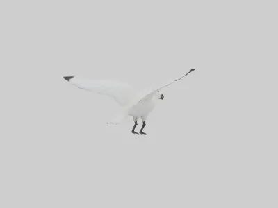 Ivory Gull flying model Low-poly 3D model
