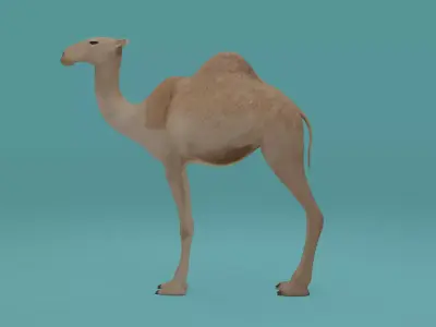 Camel Low-poly 3D model shop