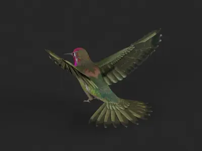 Hummingbird 3D model get