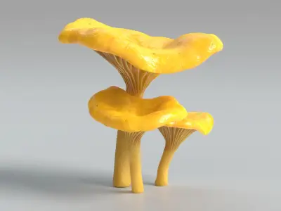  Chanterelle Mushrooms 