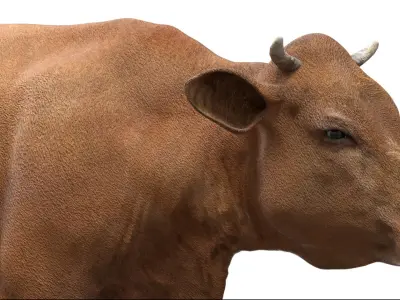  Cow NoFur Rigged 3D 