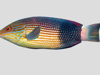 Mauritius hogfish Low-poly 3D model