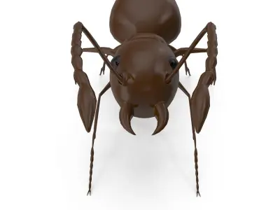 Ant Model chocolate 3D model
