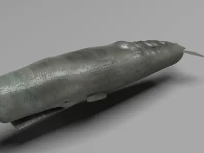 Sperm Whale 3D model 2