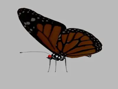 BUTTERFLY monarch 3D model