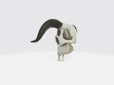 Realistic PBR 3D Model of bull Skull with Curved Horns Free 3D model
