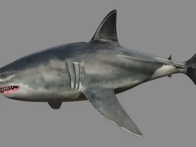 Shark - Game Ready - Rigged Low-poly 3D model