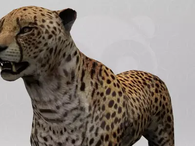 Cheetah - Rigged - Animated Low-poly 3D model