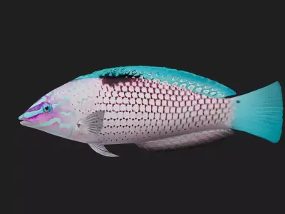 Wrasse Low-poly 3D model 2