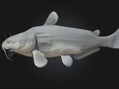 Catfish Calm Realistic Freshwater Fish Model 3D model