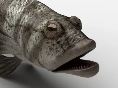 Grouper Epinephelussp Rockfish Low-poly 3D model
