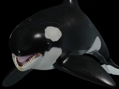 Killer Whale 3D model shop