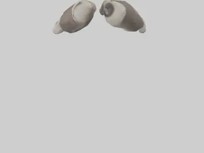 Raccoon Paws Model Low-poly 3D model