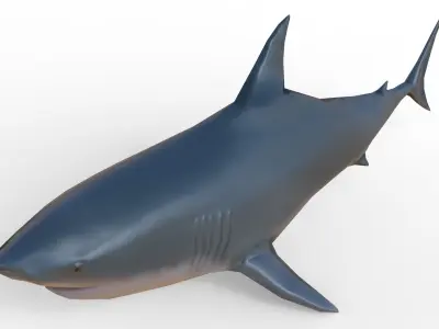 Shark Low-poly 3D model 37
