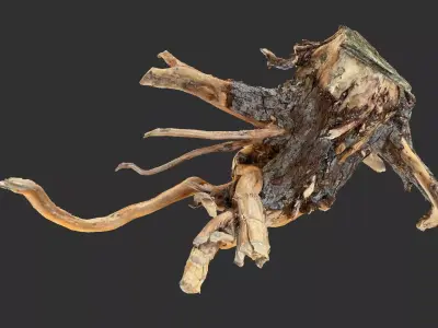 Tree Root 3D Scan 3D model by Shutters