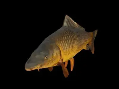 Carp fish Low-poly 3D model buy