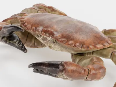 Edible Crab Rigged 3D model