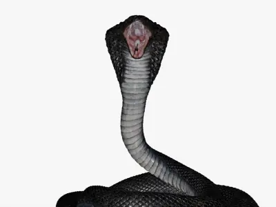  Cobra Snake Rigged 3D 