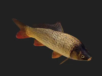 Carp fish Low-poly 3D model get