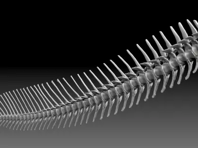Dinosaur Spinosaurus 2020 version Tail Set Skeletons Sculpt 3D model