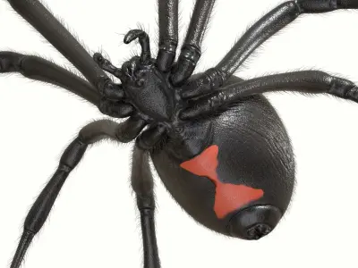 Black Widow Spider Low-poly 3D model purchase