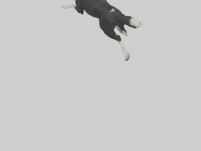 Border Collie running model 3D model