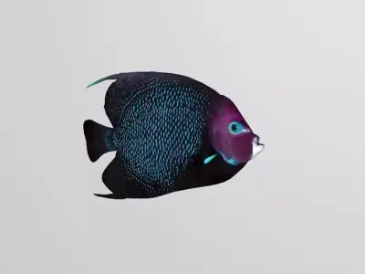 coral fish Free low-poly 3D model